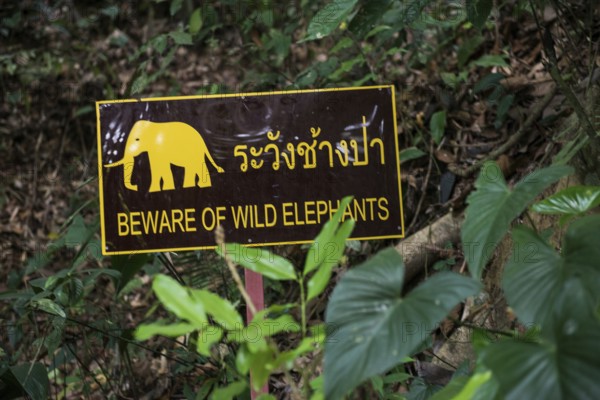 Khao Sok National Park, Phang Nga, Surat Thani, Thailand