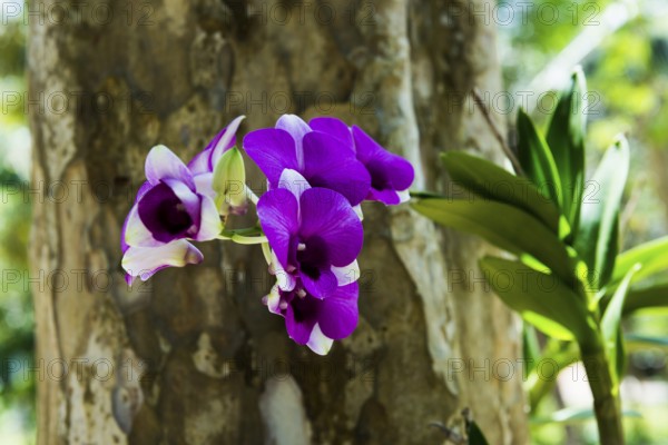 Orchid, Khao Sok National Park, Phang Nga, Surat Thani, Thailand
