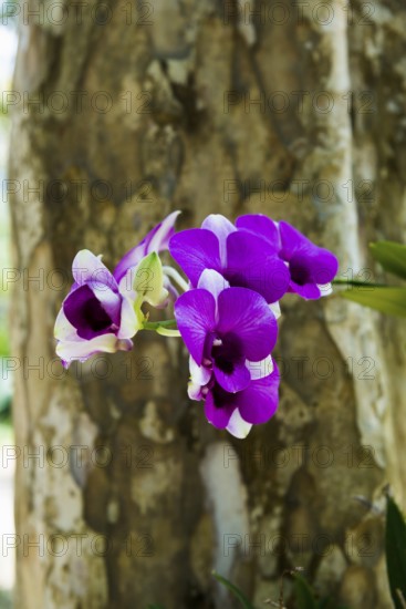 Orchid, Khao Sok National Park, Phang Nga, Surat Thani, Thailand