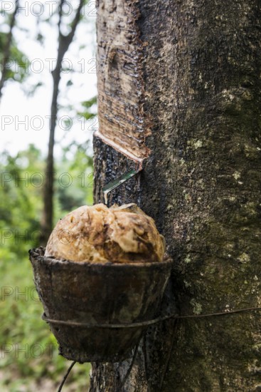 Rubber tree, rubber, Khao Sok National Park, Phang Nga, Surat Thani, Thailand