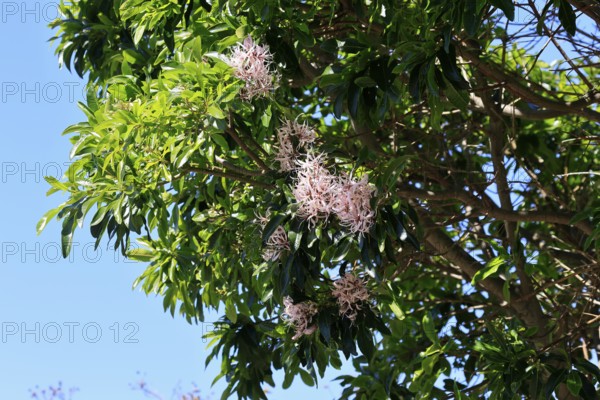 Calodendrum capense, Cape chestnut, Calodendrum tree, flower, flowering, Kirstenbosch Botanical Gardens, Cape Town, South Africa