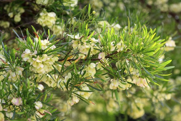 Dodonaea thunbergiana, tree, flowering, flowers, plant, Karoo Desert Botanic Garden, Worcester, Western Cape, South Africa