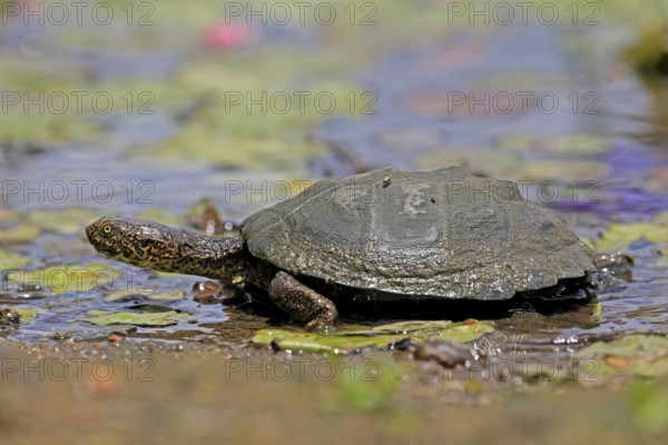 Pan Hinged Terrapin (Pelusios subniger), adult, in water, Kruger, Kruger National Park, South Africa