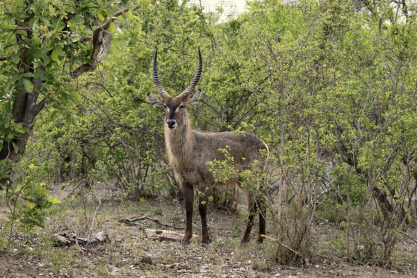 Ellipse waterbuck (Kobus ellipsiprymnus), adult, male, foraging, vigilant, Kruger, Kruger National Park, South Africa