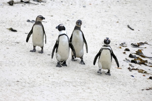 African penguin (Spheniscus demersus), adult, group, running, beach, Boulders Beach, Simonstown, Western Cape, South Africa
