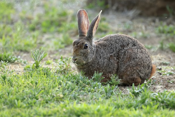 Bush hare (Lepus saxatilis), adult, foraging, alert, Montain Zebra National Park, Eastern Cape, South Africa