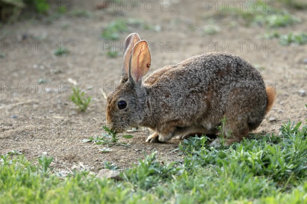 Bush hare (Lepus saxatilis), adult, feeding, foraging, alert, Montain Zebra National Park, Eastern Cape, South Africa