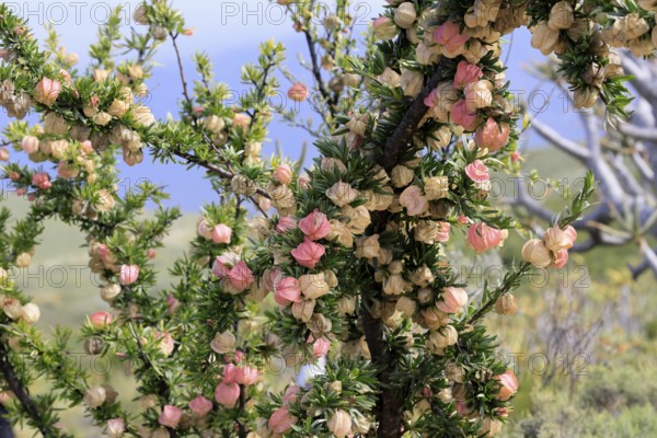 Chinese lantern tree (Nymania capensis), lantern flower, bush, flowering, flower, Karoo Desert Botanic Garden, Worcester, Western Cape, South Africa