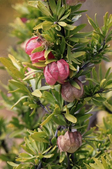 Chinese lantern tree (Nymania capensis), lantern flower, bush, flowering, flower, Karoo Desert Botanic Garden, Worcester, Western Cape, South Africa