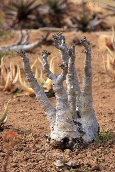 Cyphostemma juttae, plant, succulent, Karoo Desert Botanic Garden, Worcester, Western Cape, South Africa