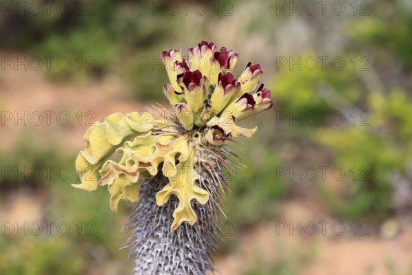 Cyphostemma juttae, plant, succulent, sprouting, Karoo Desert Botanic Garden, Worcester, Western Cape, South Africa