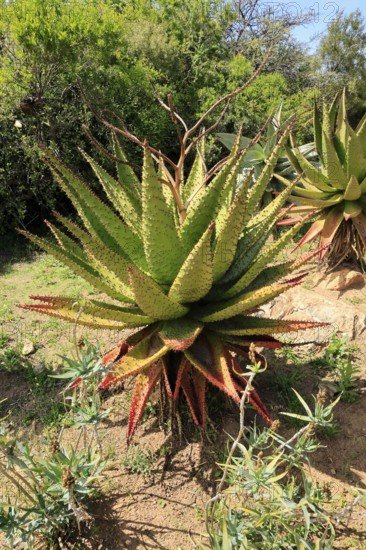 Aloe marlothii, Bergaloe, young plant, Karoo Desert Botanic Garden, Worcester, Western Cape, South Africa