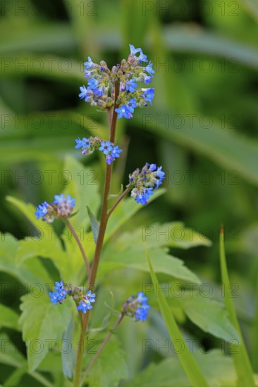 Anchusa capensis, Cape ox tongue, flower, flowering, Kirstenbosch Botanical Gardens, Cape Town, South Africa