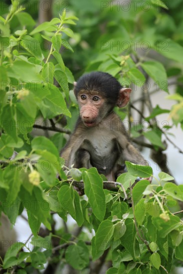 Bear baboon, chacma baboon (Papio ursinus), young, baby, sitting on tree, fragile, Kruger, Kruger National Park, South Africa