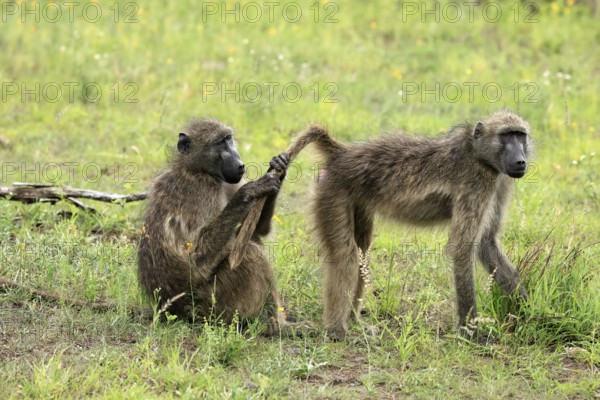 Bear baboon, Tschakma baboon (Papio ursinus), adult, two baboons, sitting on the ground, grooming, social behaviour, Kruger, Kruger National Park, South Africa