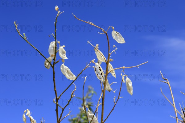 Balloon pea (Lessertia frutescens), Karoo Botanic Garden, Worcester, Western Cape, South Africa