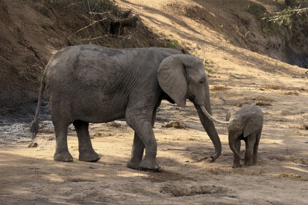 African elephant (Loxodonta africana), adult, juvenile, dried up riverbed, water search, Kruger, Kruger National Park, South Africa