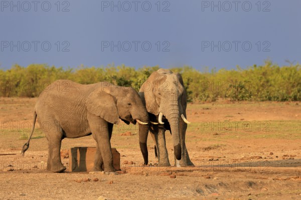 African elephant (Loxodonta africana), adult, two, drinking, waterhole, Kruger, Kruger National Park, South Africa