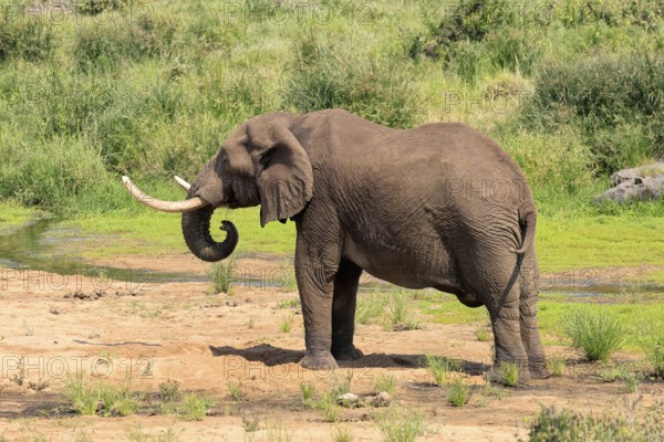African elephant (Loxodonta africana), adult, digging, drinking, searching for water, Kruger, Kruger National Park, South Africa