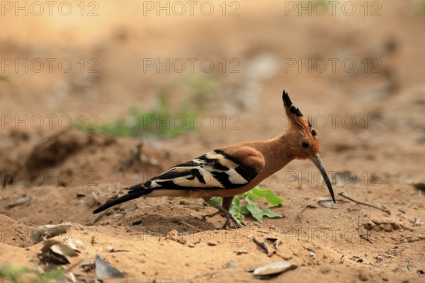 African hoopoe (Upupa africana), adult, alert, on the ground, foraging, Kruger, Kruger National Park, South Africa