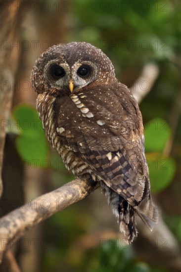 African Tawny Owl (Strix woodfordii), African Tawny Owl, African Bush Owl, African Tawny Owl, Woodford's Owl, Woodford's Owl, adult, perch, alert, Western Cape, South Africa, Africa