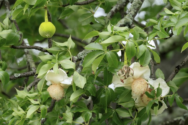 African baobab (Adansonia digitata), African baobab, flowers, flowering, leafy, fruit, Kruger, Kruger National Park, South Africa, Africa