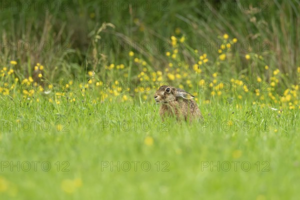 European hare (Lepus europaeus), Vulkaneifel, Rhineland-Palatinate, Germany