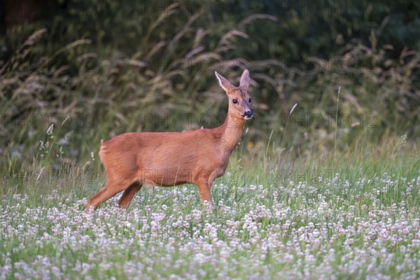 Roe deer (Capreolus capreolus), female, Vulkaneifel, Rhineland-Palatinate, Germany