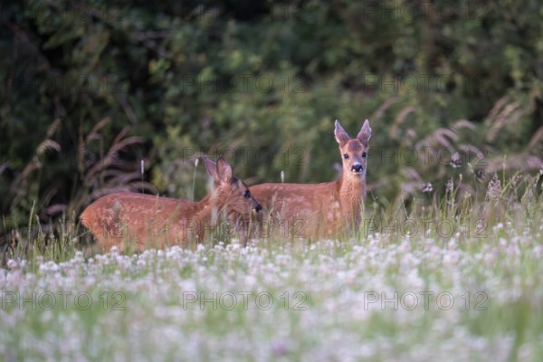 Roe deer (Capreolus capreolus), young fawn, Vulkaneifel, Rhineland-Palatinate, Germany