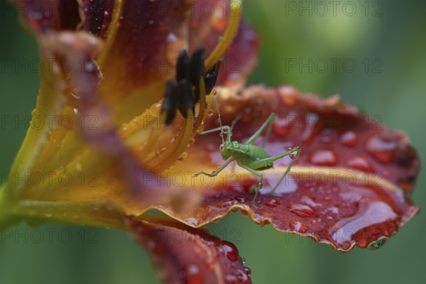 Speckled bush-cricket (Leptophyes punctatissima) on daylily flower (Hemerocallis), Emsland, Lower Saxony, Germany