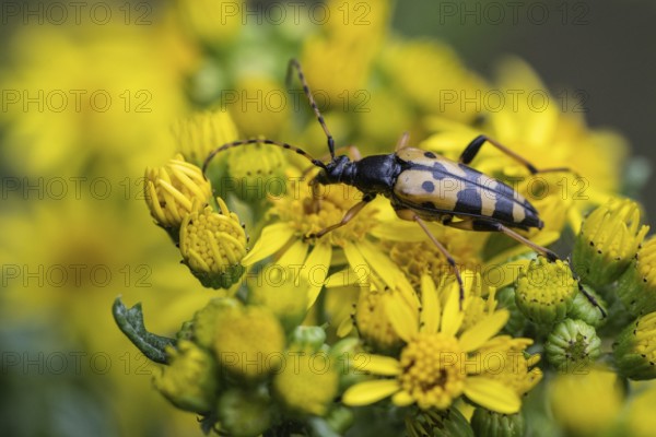 Spotted longhorn (Leptura maculata) on common ragwort (Senecio jacobaea), Emsland, Lower Saxony, Germany