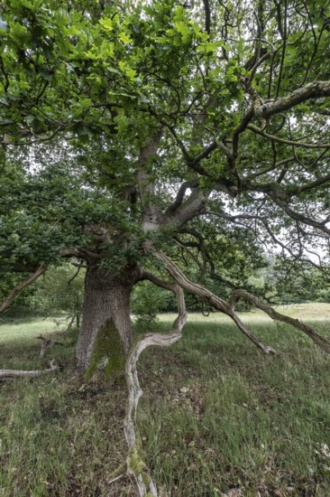 English oak (Quercus robur) in the Hutewald forest, Emsland, Lower Saxony, Germany