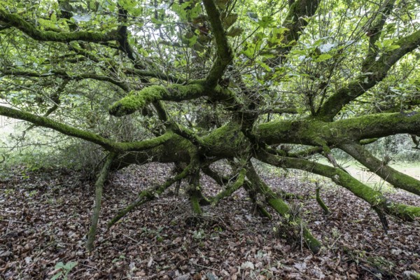 Fallen English oak (Quercus robur) in the Hutewald forest, Emsland, Lower Saxony, Germany