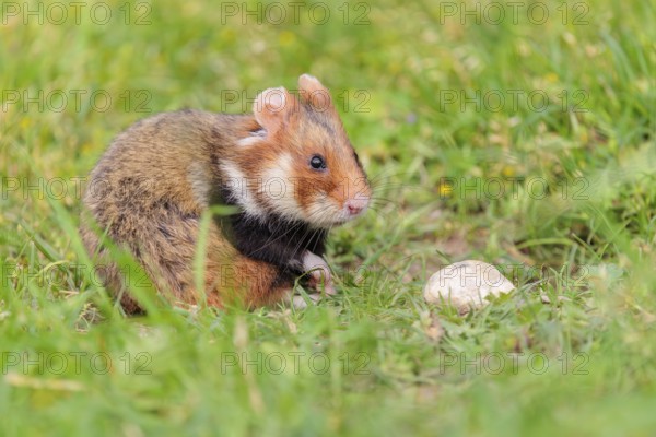A European hamster (Cricetus cricetus) sits in a green meadow next to its burrow on a cloudy day
