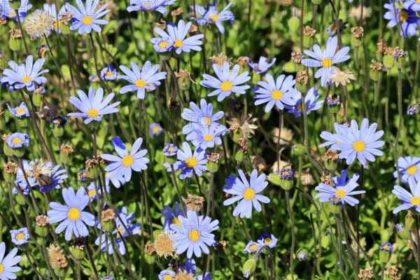 Felicia aethiopica, capaster, flower, flowering, Kirstenbosch Botanical Gardens, Cape Town, South Africa
