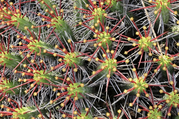 Euphorbia heptagona, spurge, flowering, flowers, plant, Karoo Desert Botanic Garden, Worcester, Western Cape, South Africa