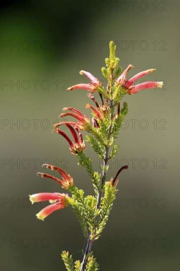 Erica glandulosa, flower, flowering, Kirstenbosch Botanical Gardens, Cape Town, South Africa