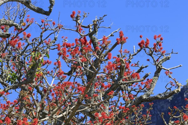 Erythrina abyssinica, tree, flower, flowering, Kirstenbosch Botanical Gardens, Cape Town, South Africa