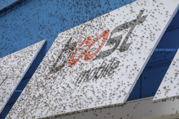 Detroit, Michigan - Fish flies (mayflies) are swarming near Michigan lakes. The are attracted to light and are often found in large numbers on commercial buildings
