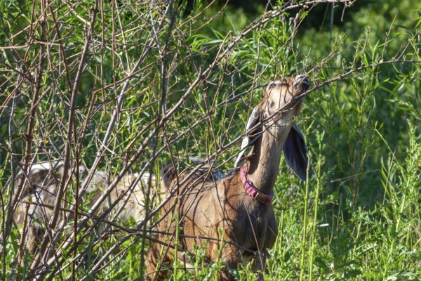 Detroit, Michigan - A flock of four goats is employed eating weeds and brush in the overgrown area next to the Nancy Brown Peace Carillon Tower in Belle Isle State Park