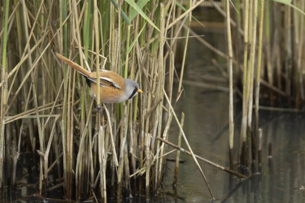 Bearded tit or reedling (Panurus biarmicus) adult male bird in a reedbed, England, United Kingdom