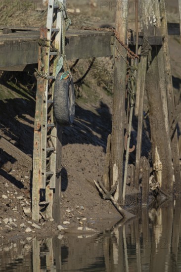 Common kingfisher (Alcedo atthis) adult bird on a tyre on a harbour wall, Norfolk, England, United Kingdom
