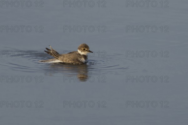 Little ringed plover (Charadrius dubius) juvenile bird bathing in a shallow lagoon, England, United Kingdom