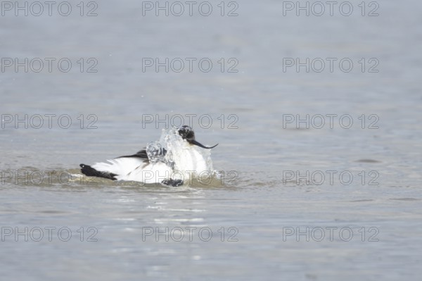 Pied avocet (Recurvirostra avosetta) adult wading bird bathing in a shallow lagoon, England, United Kingdom