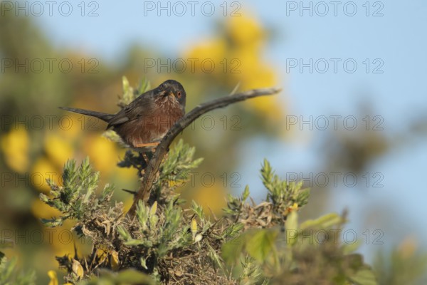 Dartford warbler (Sylvia undata) adult male bird on a Gorse bush branch, England, United Kingdom