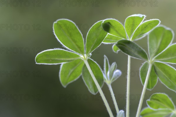 Lupin, young plant of the sweet lupin, Lupinus albus, variety 'Amiga'