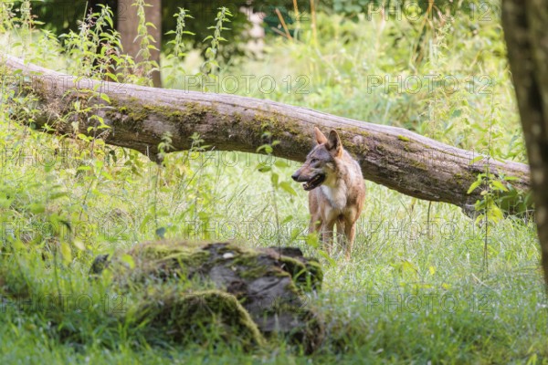 A gray wolf (Canis lupus lupus) stands in a clearing in a green meadow on a sunny day