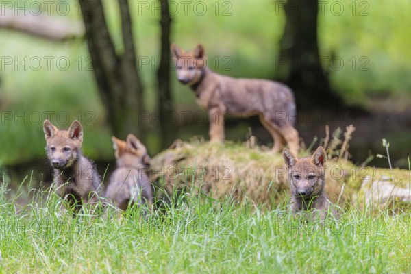 Four gray wolf pups (Canis lupus lupus) stand on, or next to a rock on a small hill at the edge of the forest and observe the other members of the pack