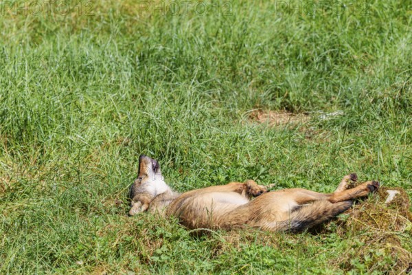 A gray wolf (Canis lupus lupus), rolling on a green meadow on a sunny day