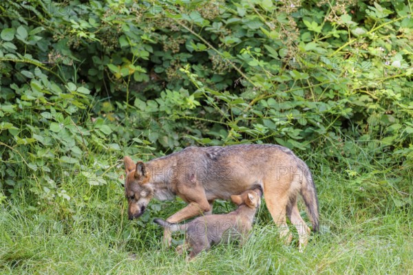 A female gray wolf (Canis lupus lupus) suckles one of her cubs in a green meadow on a sunny day